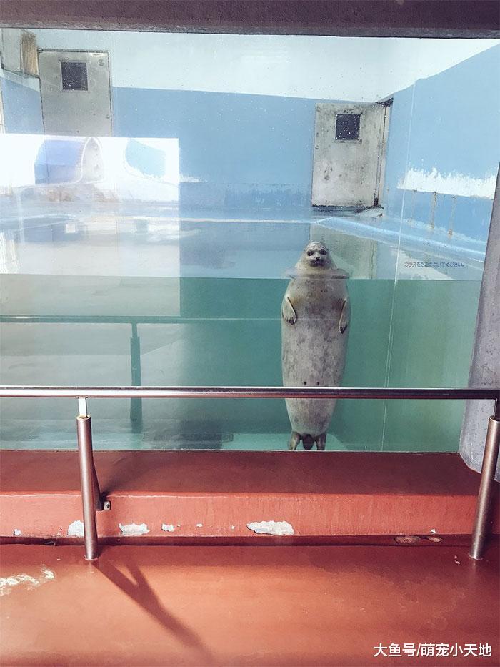 面露凶光！２４张具有威胁感的动物，可爱的你们去哪了？！