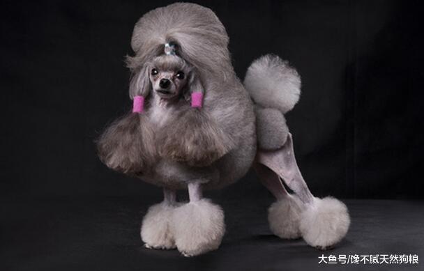 养贵宾犬，奉劝你别养公的，问题特别多