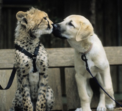 动物趣闻：犬科动物和猫科动物是死对头？国外动物园上演豹狗一家亲