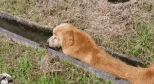 帶金毛到山區活動后走丟，找到它時主人笑出聲，沒想到山區適合它