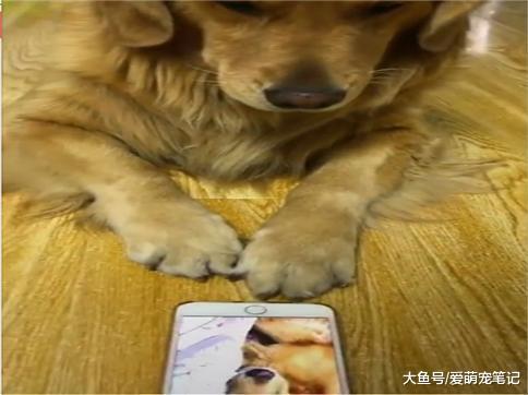 给金毛看它自己打呼噜的视频, 没看一会就关了, 狗: 我不要面子吗