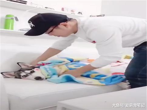 哈士奇: 好不容易捂热的被窝就被你这样抢走了, 这二哈好大的脾气