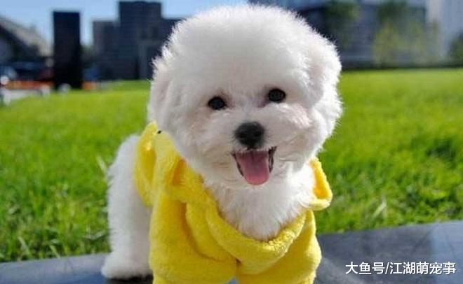 如果你想养比熊犬，那么劝你养一个公的