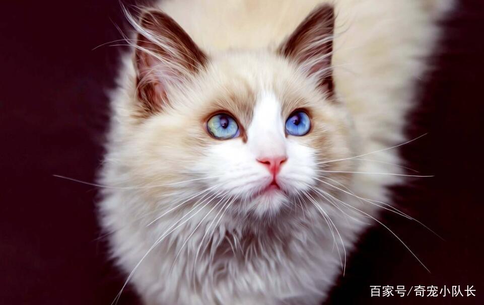 适合布偶猫吃的猫粮，这些品牌布偶猫都喜欢吃，你选对了吗？