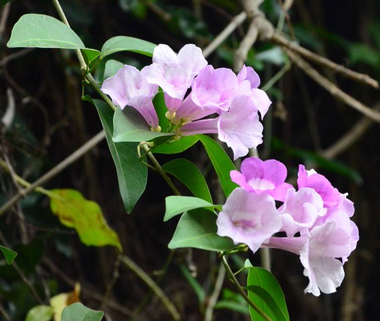 想要把蒜香藤养得很好，需要先了解它的生长习性