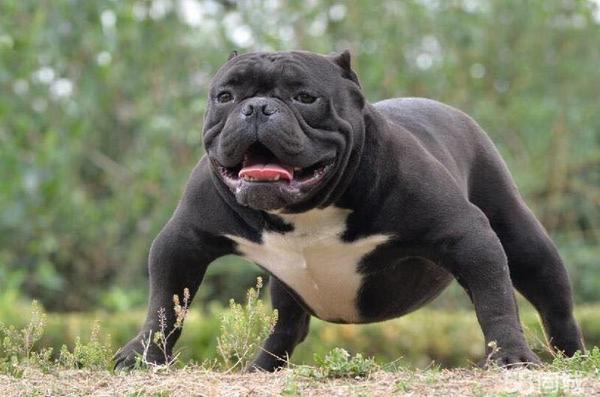 地球上10大最好的家庭伴侣犬，中华田园犬领衔榜单，你喜欢哪个？