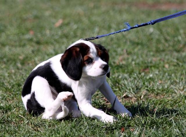 遛狗变成狗遛人，训犬师给出3个技巧，让狗狗养成随行好习惯