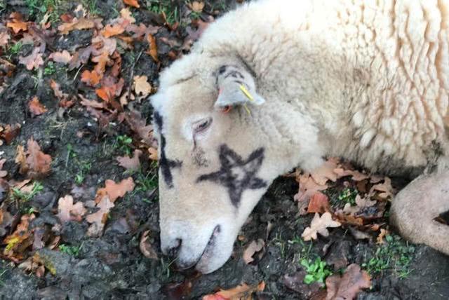 两只羊三头牛5天内相继死亡，尸体被喷五星等神秘符号，人心惶惶