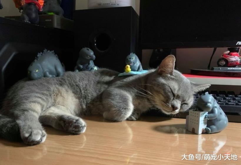 红贵宾犬花1天成功喵化，见逗猫棒开腿挺腰走，模样笑翻人