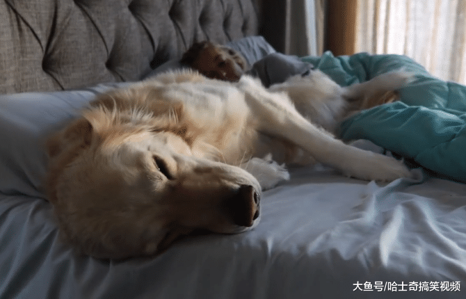 主人派金毛叫女友起床，结果好久不见人影，狗：我再睡一会