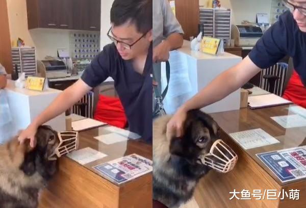160斤大狗被主人训，绝对不能凶医生！这个医生可不能吓跑了！