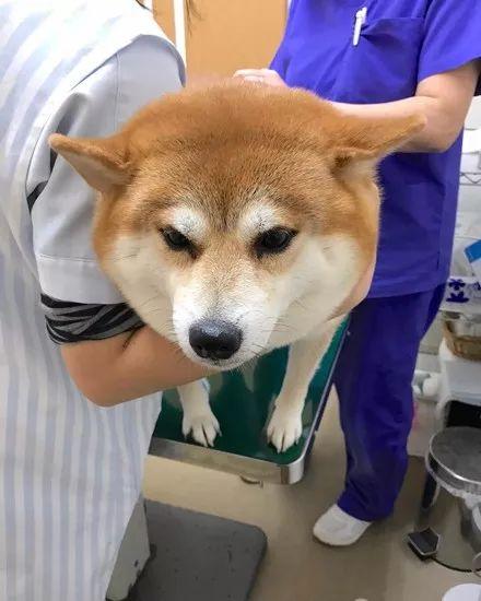 柴犬去醫院打針，表面上很堅強，回家后開始可憐巴巴的...
