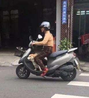 過年帶狗狗回家，主人的媽媽帶狗狗出去，讓網友懷疑人生