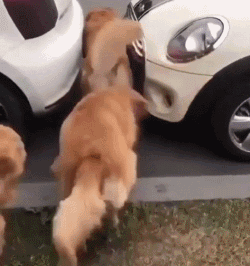 肥胖不是病，胖起来要命！狗狗肥胖危害大，那该如何给它科学减重