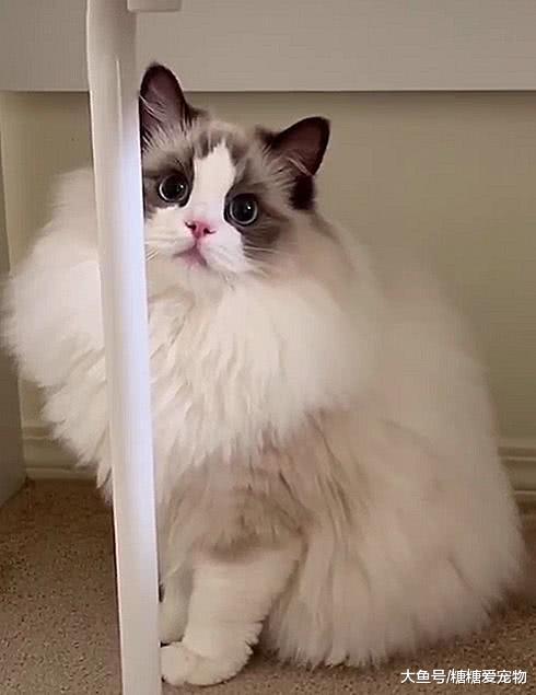 猫咪界中的仙女猫，颜值和身价成正比，网友：行走的人民币啊！