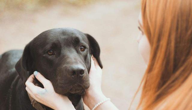 养狗, 若狗狗对你有这些表现, 恭喜你, 它把你当主人了!