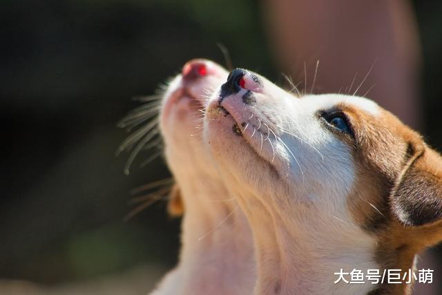 你一进食，狗狗就在餐桌旁乞讨，怎样抵挡狗狗的撒娇式叫唤？