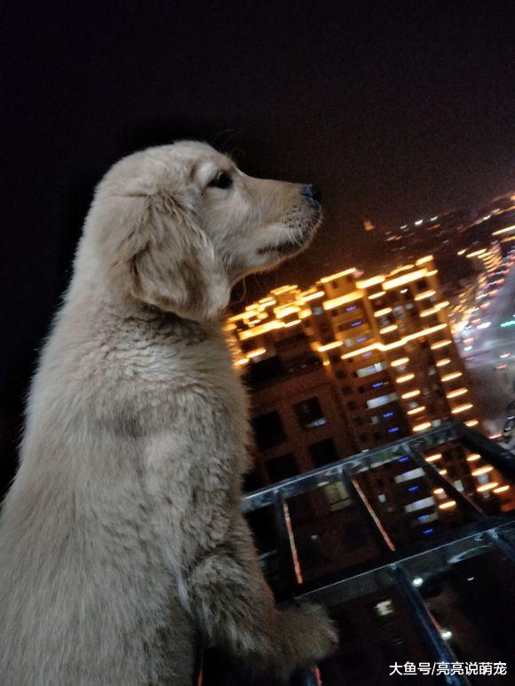 晚上站这么高看城市夜景，金毛：达到狗生新高度了！