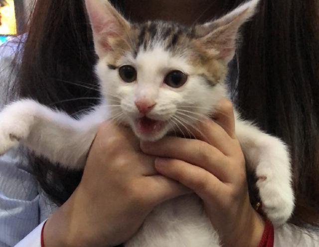 猫咪特殊行为背后确有原因，读懂猫心理，铲屎官能更好教育爱猫！