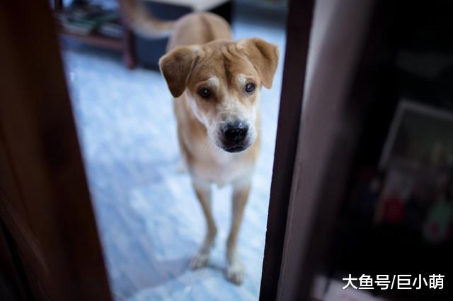 狗狗从好变坏，其实只需要主人做这些，就能让狗养成坏习惯
