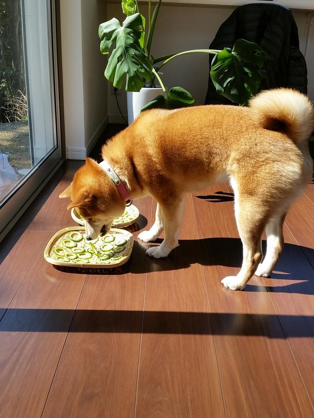 嘴馋柴犬偷吃苦瓜，表情“一秒变形扭曲”笑翻网友