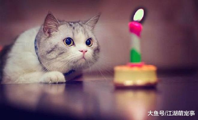 如何读懂喵星人的爱，看有没有这6个行为就知道了