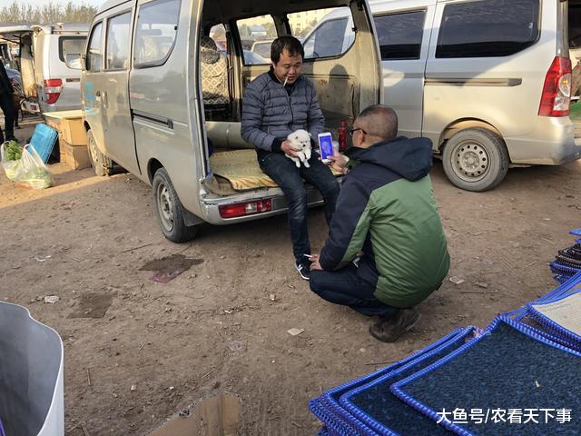 博美幼犬惹人喜爱顾客看中后直接成交, 在商贩车上抱着拍照合影!