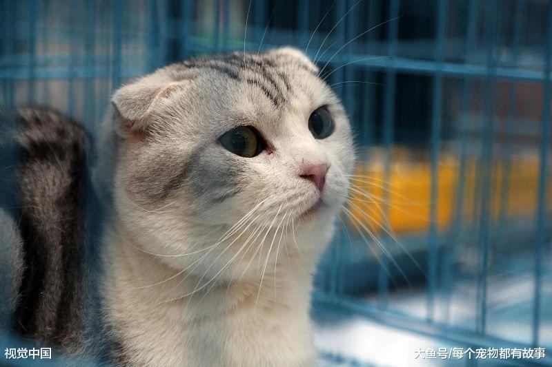 你家的猫咪打呼噜吗？猫咪打呼噜都有哪些原因，你知道几个