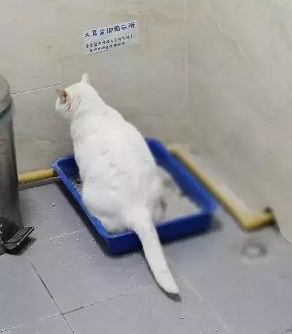 别在网上问问问了，猫狗有这20个迹象，马上带他们去看兽医！