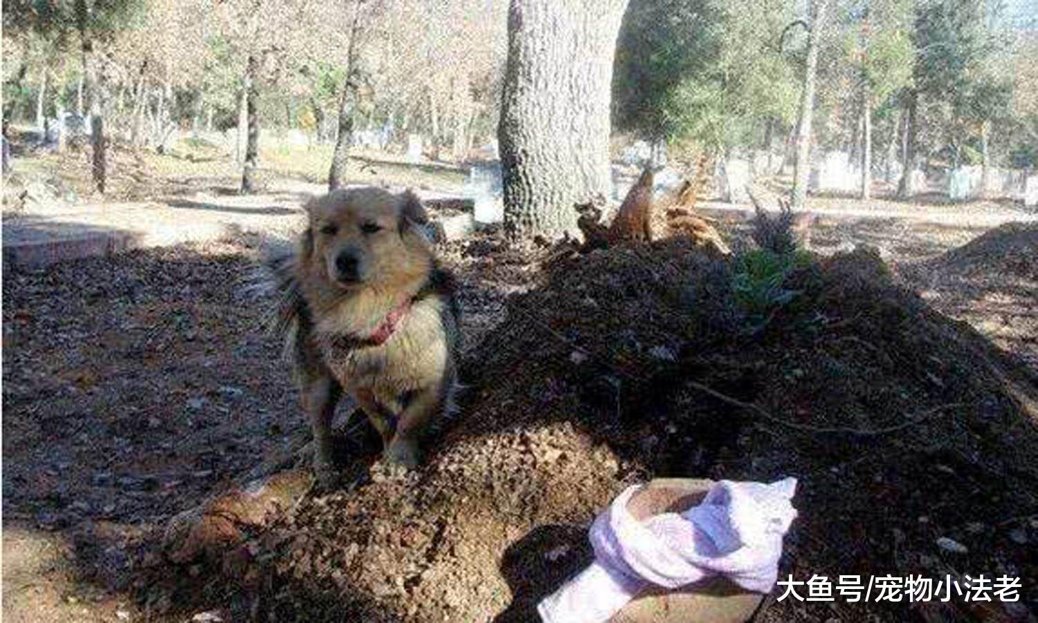 流浪狗每天定时出门，网友偷偷跟踪，知道真相后，当场直接泪奔！