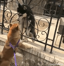 逼疯家长的狗狗来了，哪儿都能卡住！网友：你咋不上天？