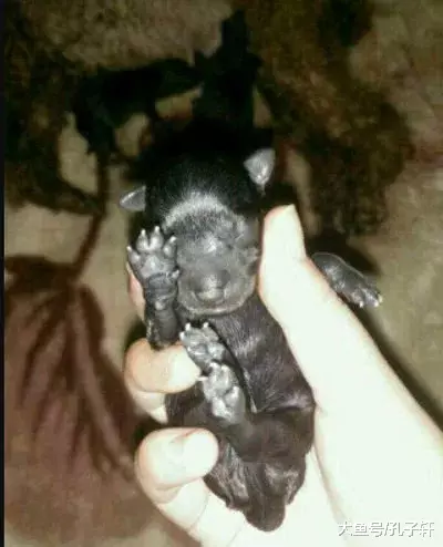泰迪太浪导致意外怀孕，2月后生下一堆这玩意，主人看到两眼放光