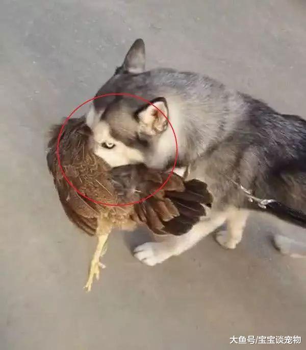 二哈突然冲出门，主人跟上前一看，被二哈的眼神镇住了……