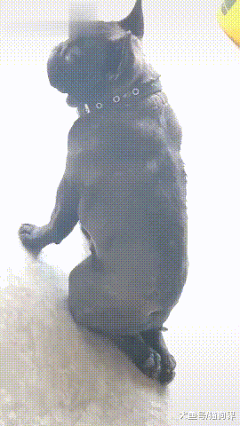 狗子瞎跑被主人抓回來一頓教育，狗子：錯了！主人：給我跪好了！