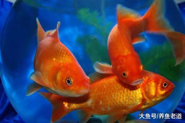 一米的鱼缸养观赏鱼但主人不是天天在家, 应该选择什么品种?