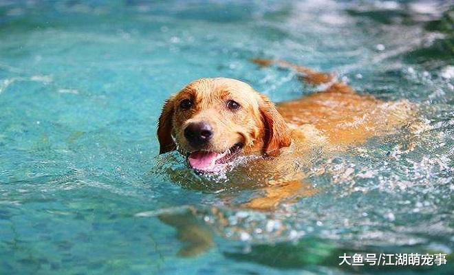 狗狗都会游泳？其实你错了，有些狗狗就不会游泳