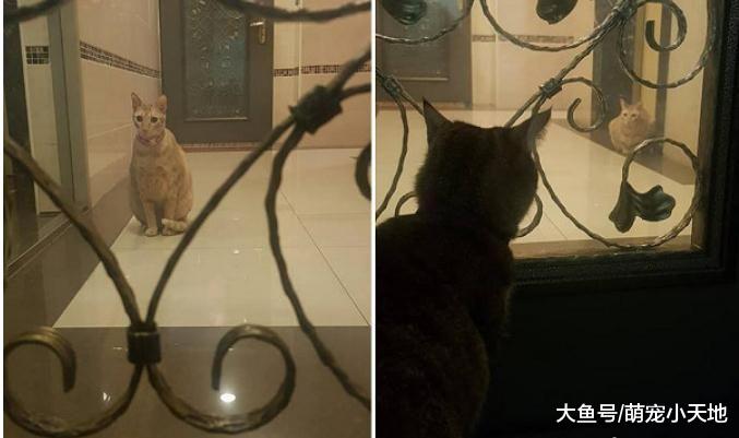 大橘一眼爱上家猫! 3次门外深情站岗, 模样让人笑翻: 成全它们