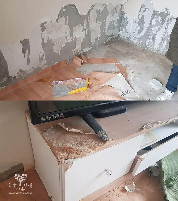 狗狗被反锁房内活活饿死! 志愿者: 它饥饿到啃家具…