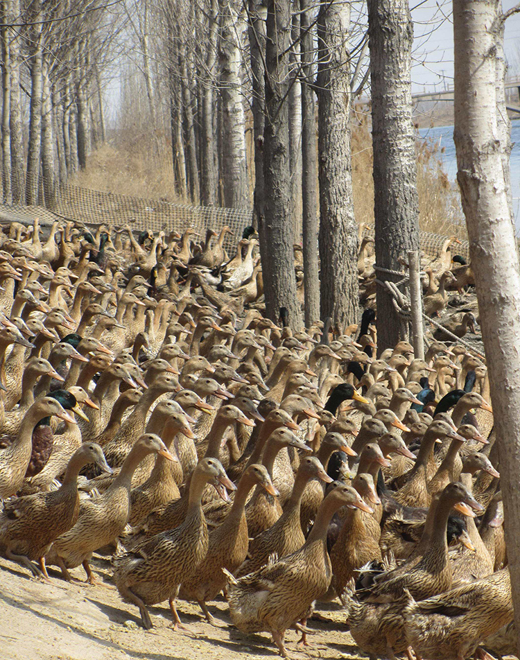 蛋鸭育雏第1天日程管理影响鸭子一生？