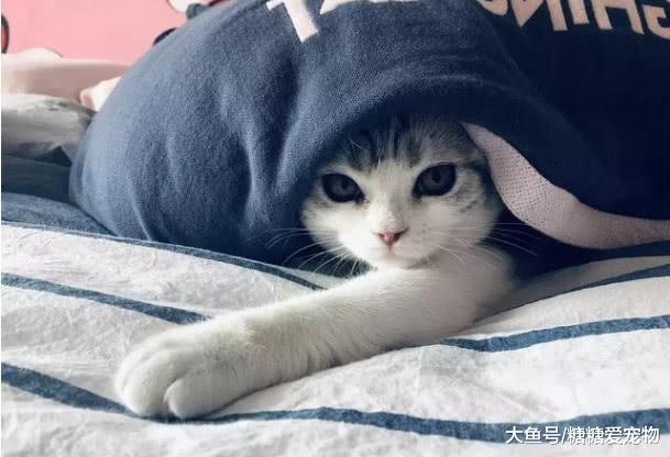 男子失戀后心情抑郁，人生第一次養小貓咪，心靈都被治愈了！