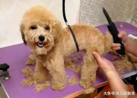 泰迪不喜欢洗澡, 网友直接带它去剃毛了, 毛短了就方便了