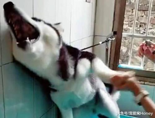 主人被自己家的狗狗嚇到，給狗做這個事還是交給專業人士比較好！