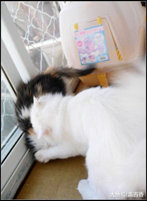 一个不平凡的果，同时吸了两只喵，接下来的画面让主人在一旁笑抽