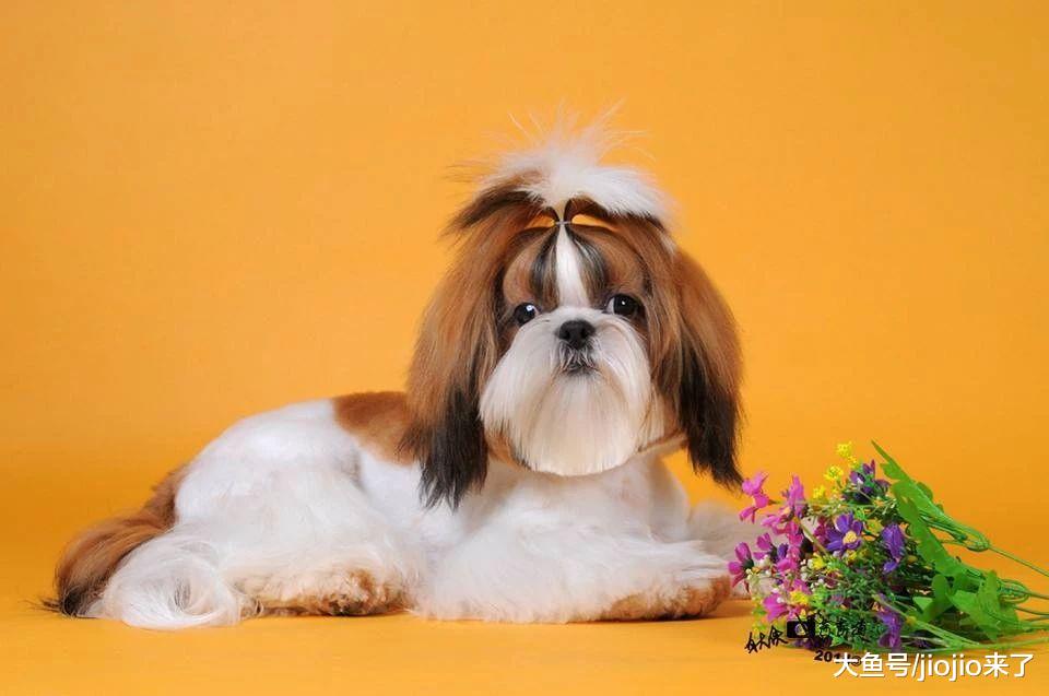 荒唐主人立遗嘱要让爱犬陪葬，健康西施狗狗惨被安乐死