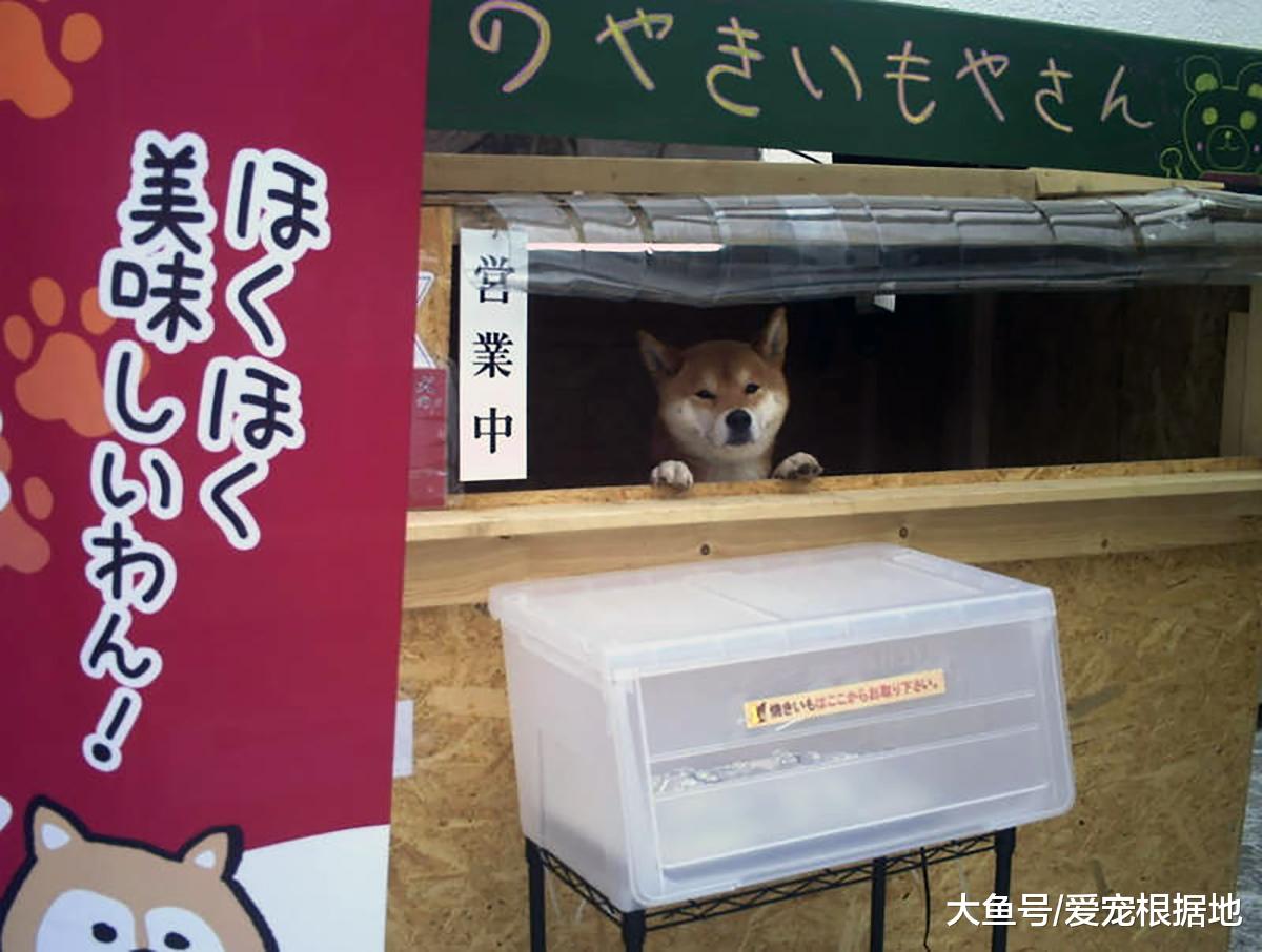 柴犬路边卖烤地瓜，只收钱不找钱，生意火爆整条街