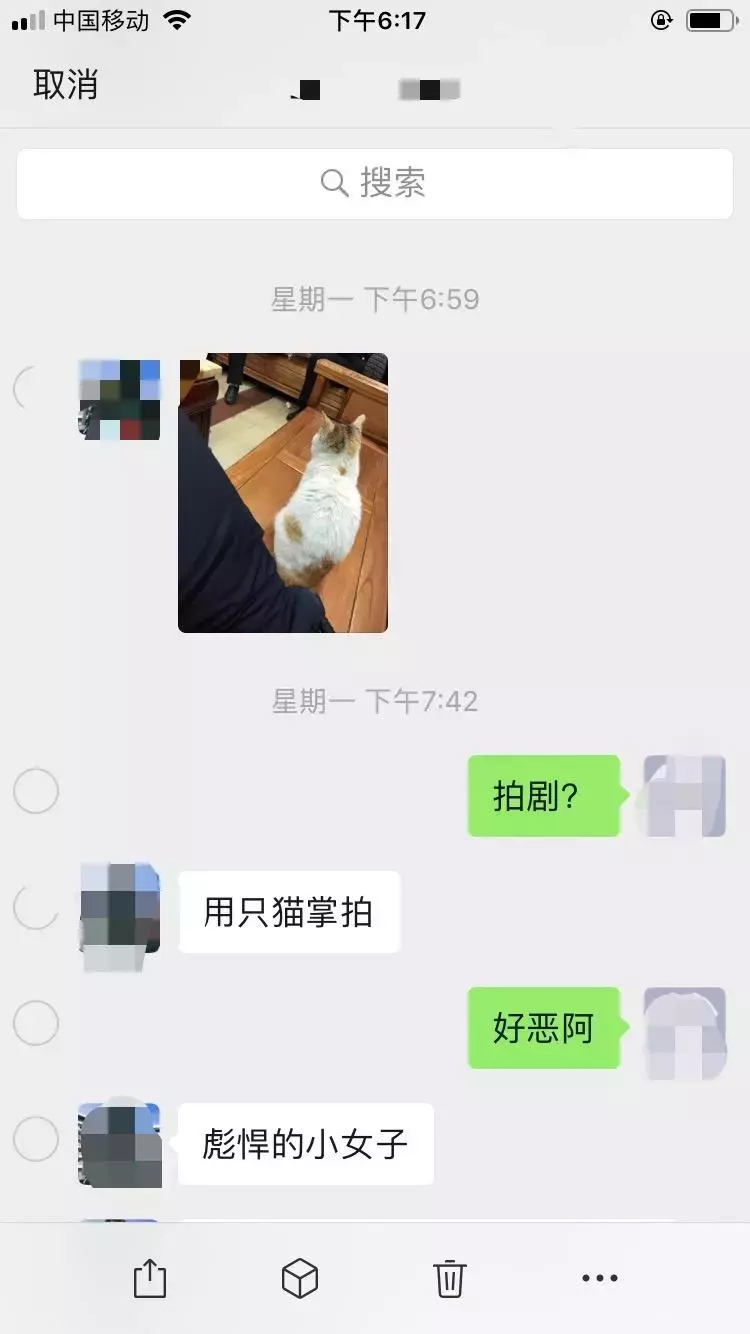 交配季節后，三花貓大鬧警局引得無數公貓爭風吃醋