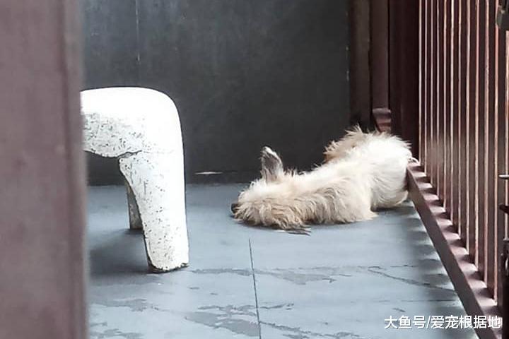 流浪狗钻进陌生人家里倒头就睡，好心人带它去医院，竟取出半盆寄生虫