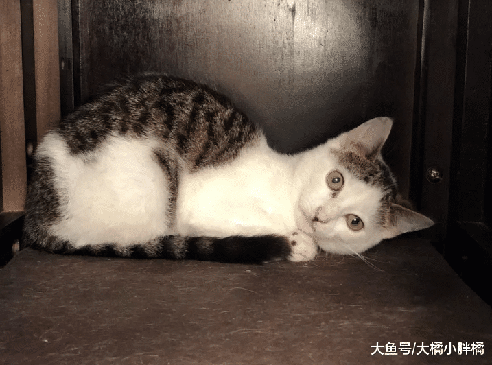 小猫天生歪着头走路，为此受尽折磨，小伙却被它的歪头杀给迷住了