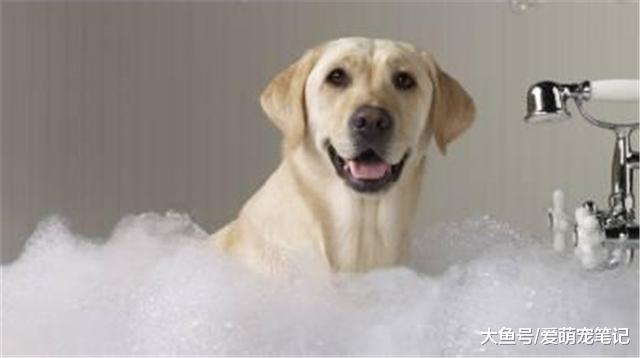 狗狗听到洗澡就逃跑，只要做到这几点，就不再用“武力解决”了！