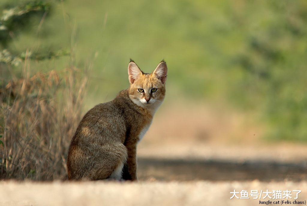命名“失误”的猫科猫属动物，传说中曾智斗6米长巨蟒